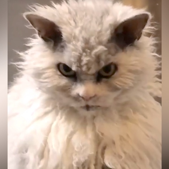 Meet your Posher, Ms Kitty - Picture 1 of 1